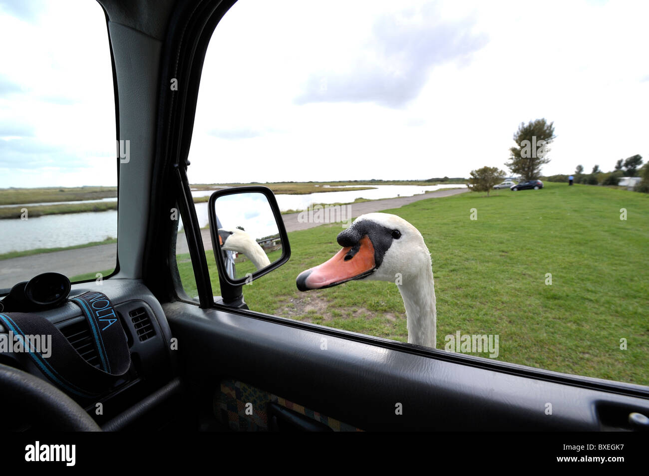 Très sympa Le Cygne tuberculé (Cygnus olor) se moque de la tête à la fenêtre de la voiture pour plus de pain. Nourrir les oiseaux. Banque D'Images