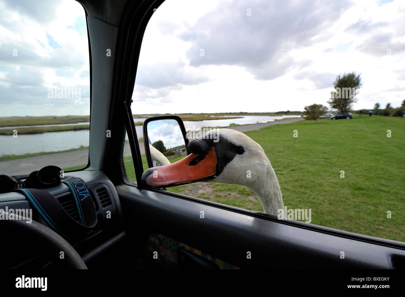 Très sympa Le Cygne tuberculé (Cygnus olor) se moque de la tête à la fenêtre de la voiture pour plus de pain. Nourrir les oiseaux. Banque D'Images