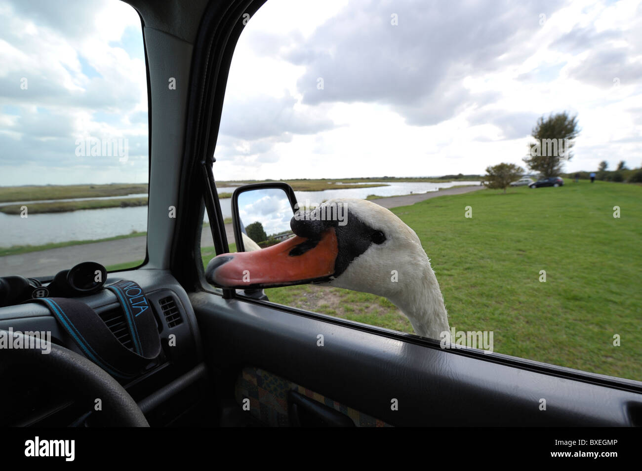 Friendly mute swan (Cygnus olor) se moque de la tête à la fenêtre de la voiture pour plus de pain. Nourrir les oiseaux. Banque D'Images