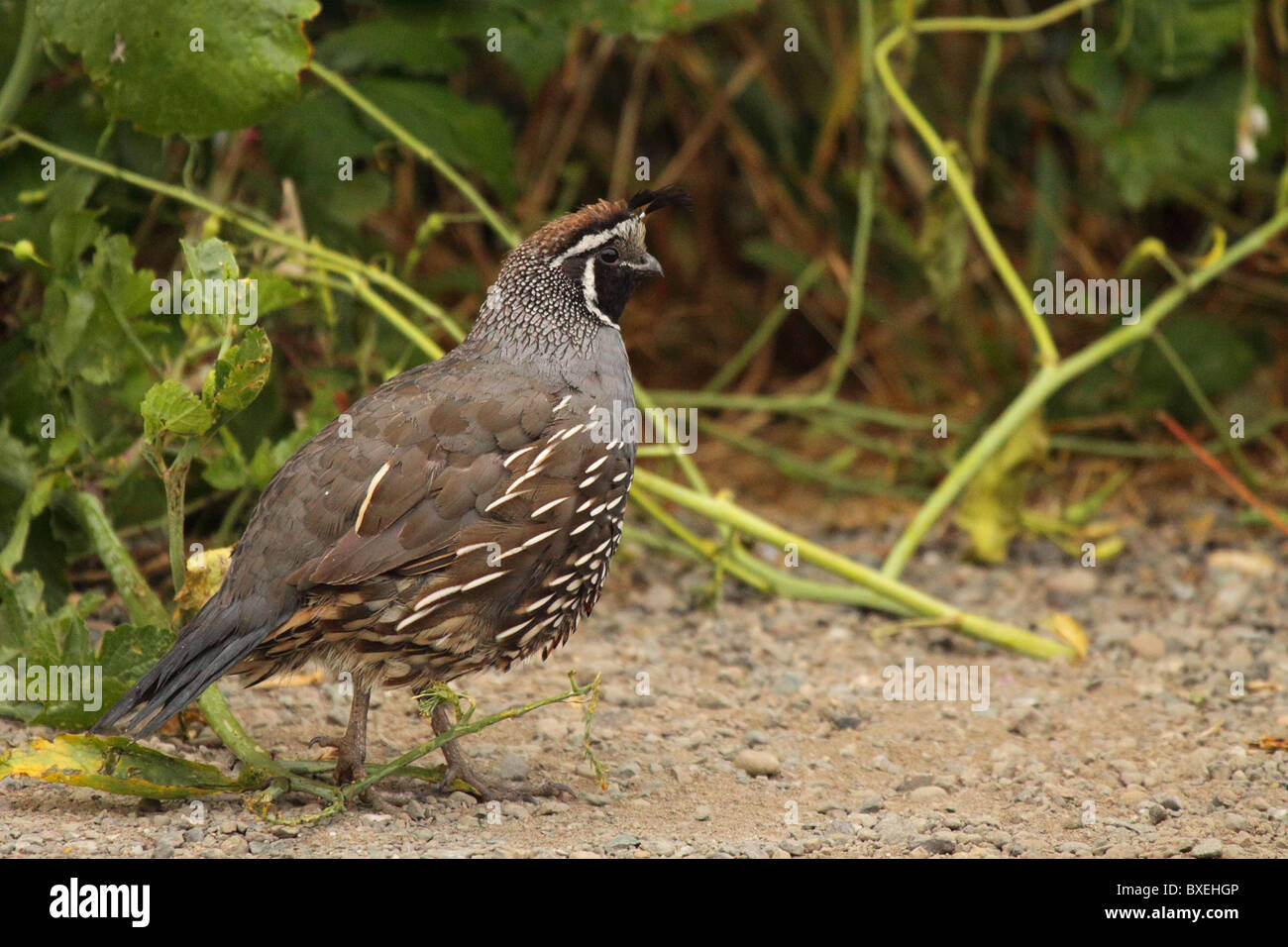 Un Colin de Californie le long d'une haie. Banque D'Images
