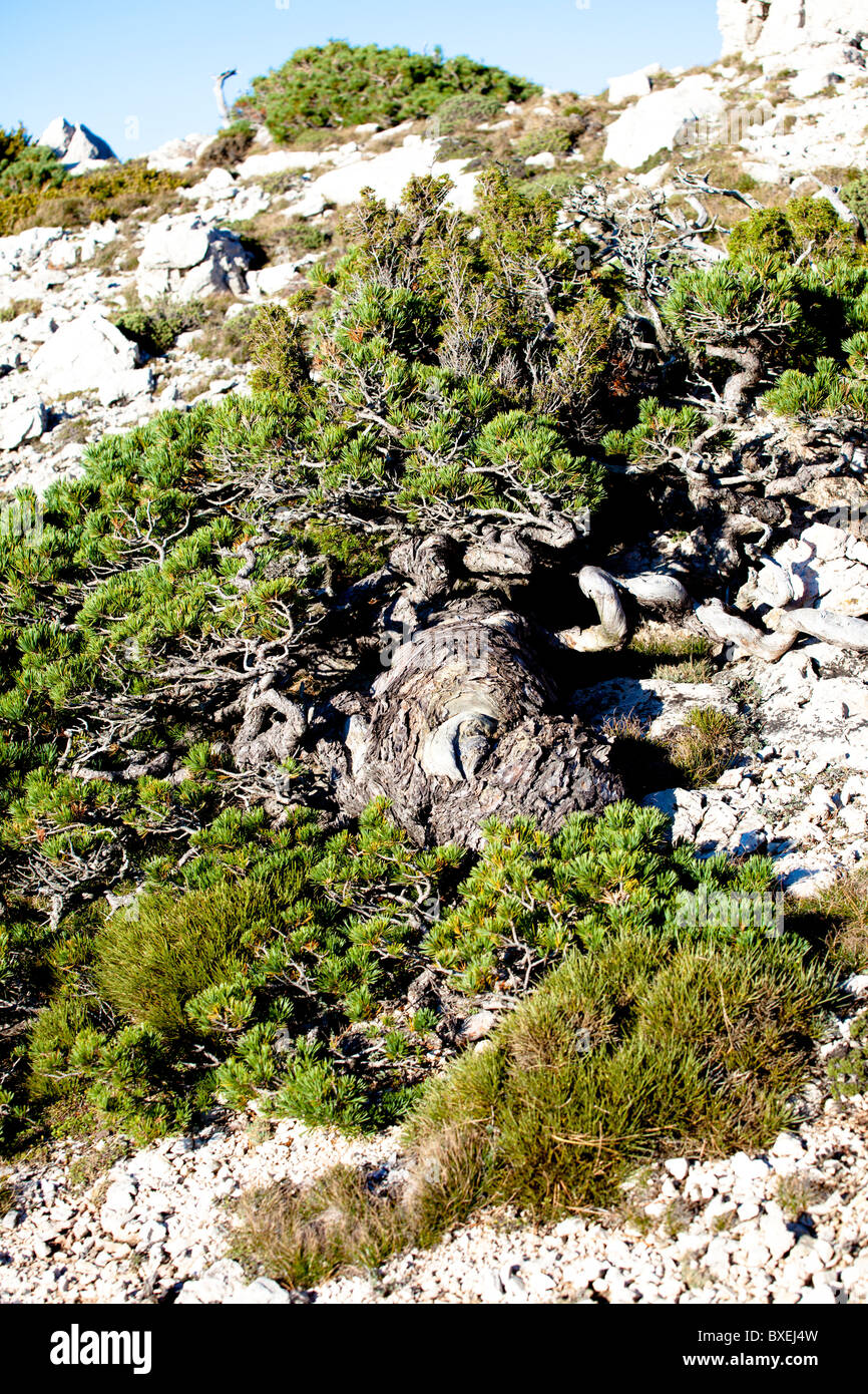 Parc naturel de Els Ports Catalogne Espagne Banque D'Images