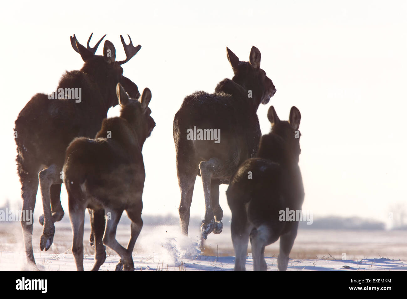 La Saskatchewan Moose Prairie de course d'hiver du Canada Banque D'Images