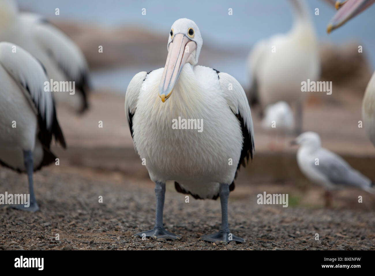 Pelican De Bebe Photo Stock Alamy