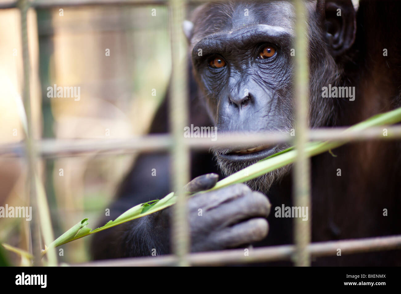 Le chimpanzé et sanctuaire de primates Yaoundé Cameroun Banque D'Images