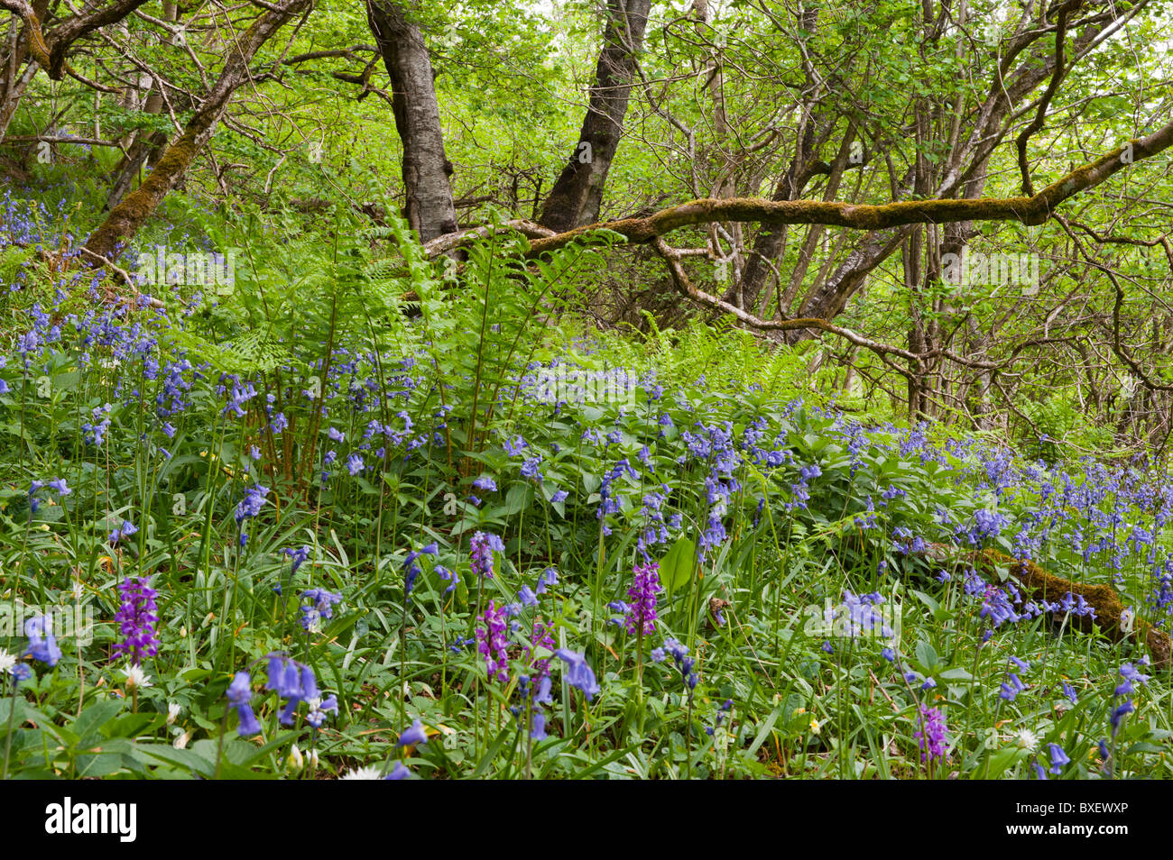 Jacinthes et Early Purple orchidées à woodland Banque D'Images