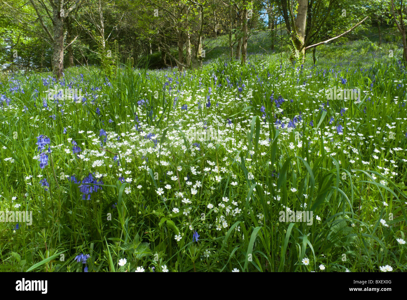 Bois de printemps avec une plus grande et Bluebell Ausdruck Banque D'Images