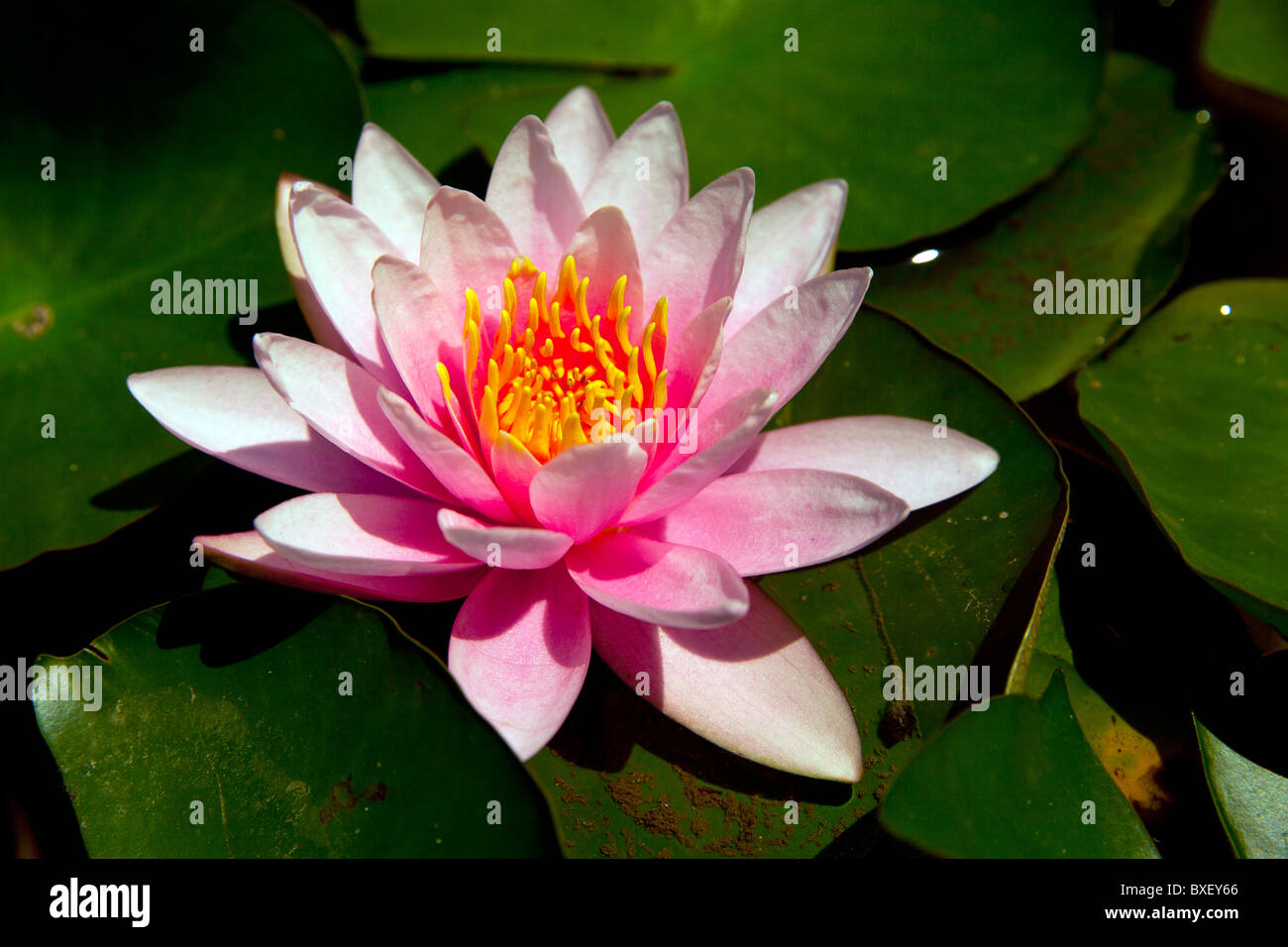 Nénuphar rose Banque D'Images