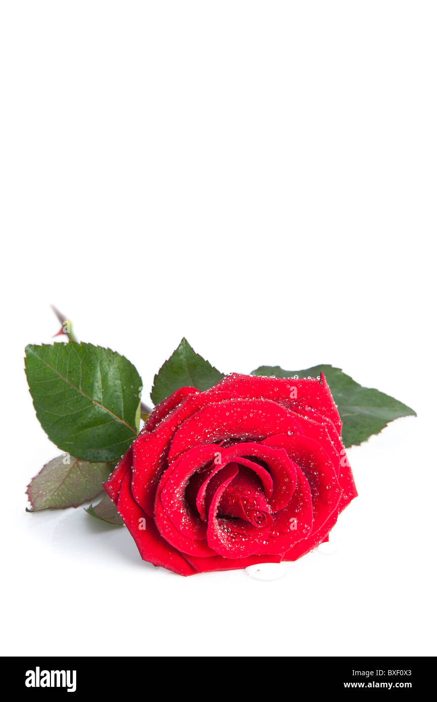 Rose rouge sur un fond blanc Banque D'Images