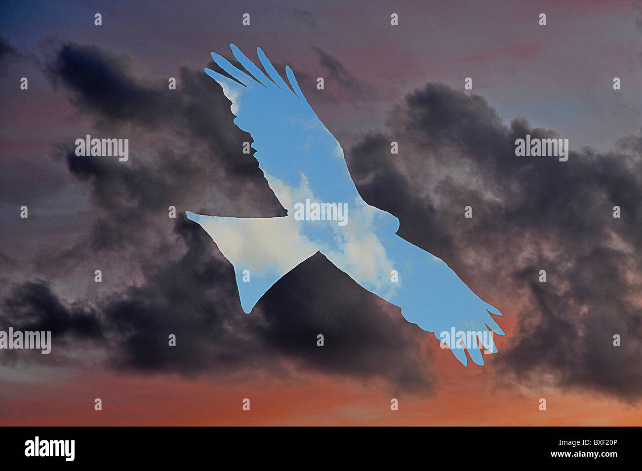 Image imaginaire d'oiseau de montré dans Ciel bleu sur un ciel sombre Banque D'Images