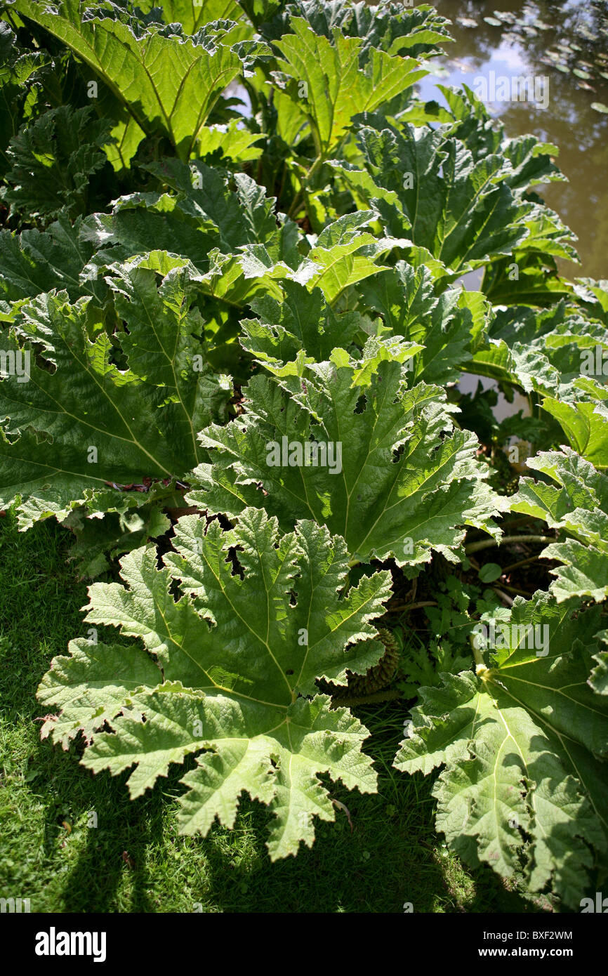 / Gunnera manicata Rhubarbe géante à Sun Banque D'Images