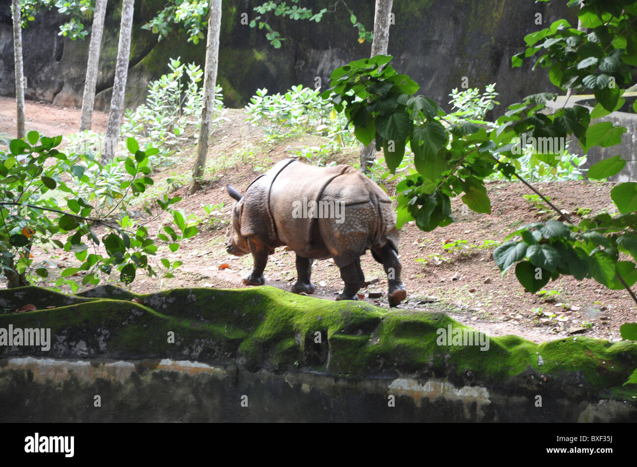 Le Rhinocéros indien ou le Grand-duc d'un Rhino à Trivandrum Thiruvananthapuram Zoo au Kerala Inde Asie Banque D'Images