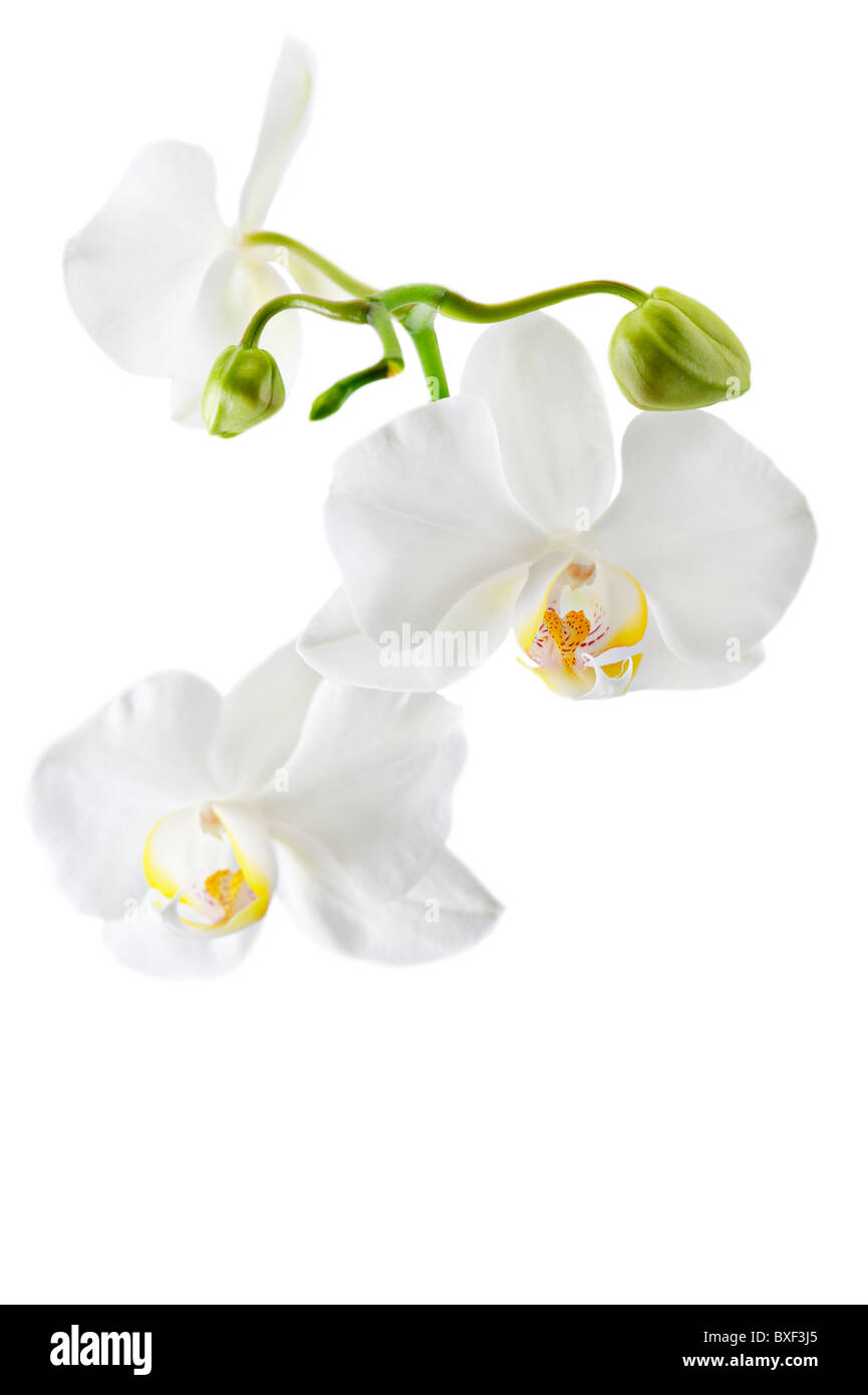 Fleurs orchidée blanc isolé sur fond blanc. Sdof Banque D'Images Fleurs orchidée blanc isolé sur fond blanc. Sdof Banque D'Images