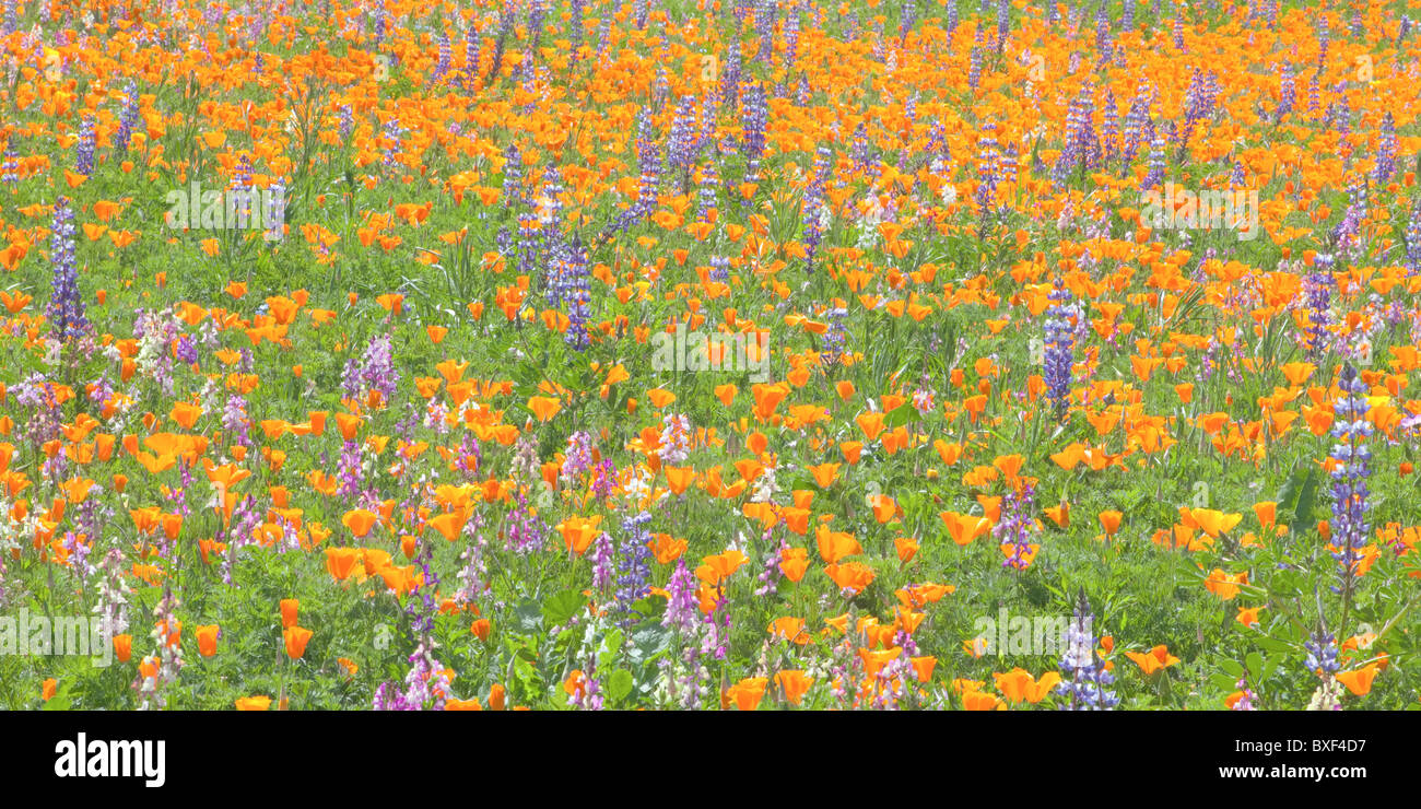 Fleurs sauvages du printemps, Los Alamos, comté de Santa Barbara, Californie, USA Banque D'Images