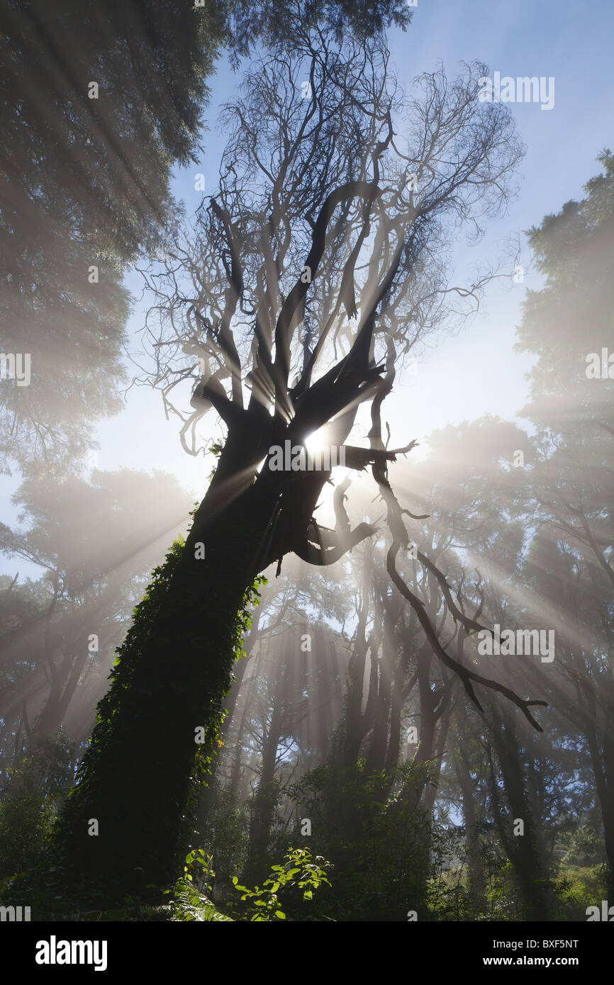 Rayons de derrière un arbre mort, Sintra, Portugal forêt Banque D'Images
