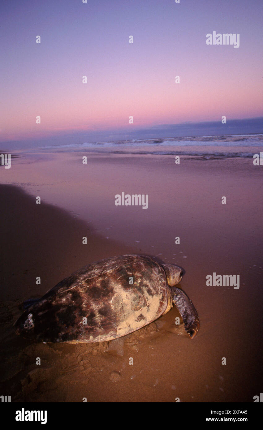 Tortue caouanne (Caretta caretta). Le retour des femmes à la mer après la ponte des œufs. Maputaland. Le KwaZulu-Natal. L'Afrique du Sud. Banque D'Images