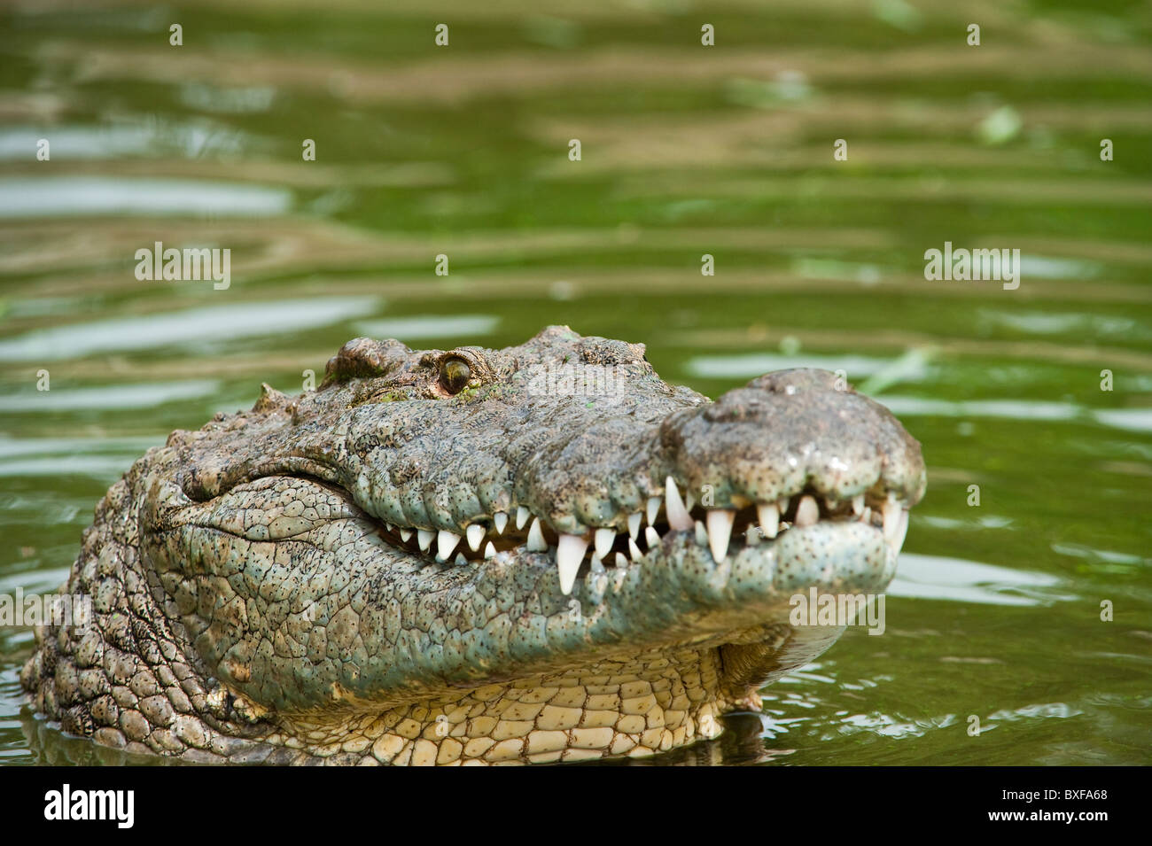 Le crocodile du Nil (Crocodylus niloticus) à partir de l'eau. Banque D'Images