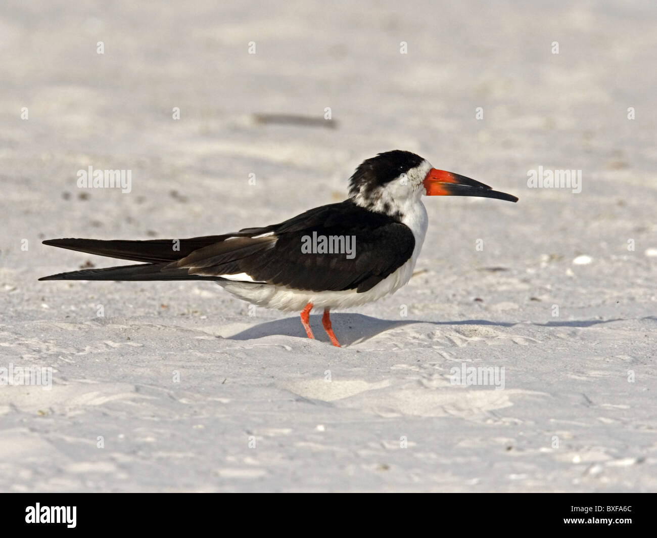 Skimmer noir sur plage, De Soto Banque D'Images