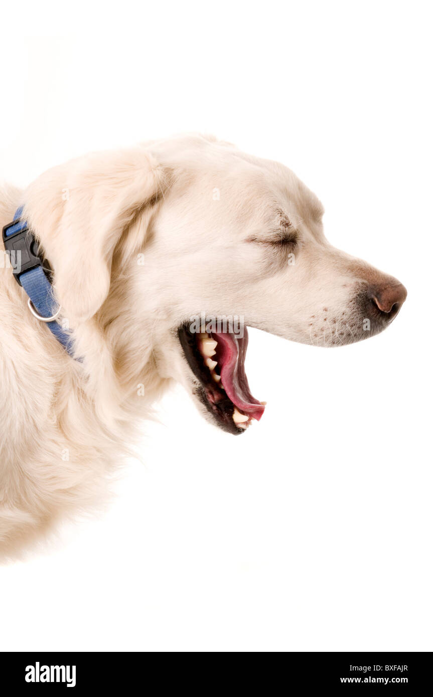 Golden retriever pedigree chien chiens manteau de fourrure cheveux face expressions expression hound gun gundog gundogs fidèle ami dogie woof Banque D'Images