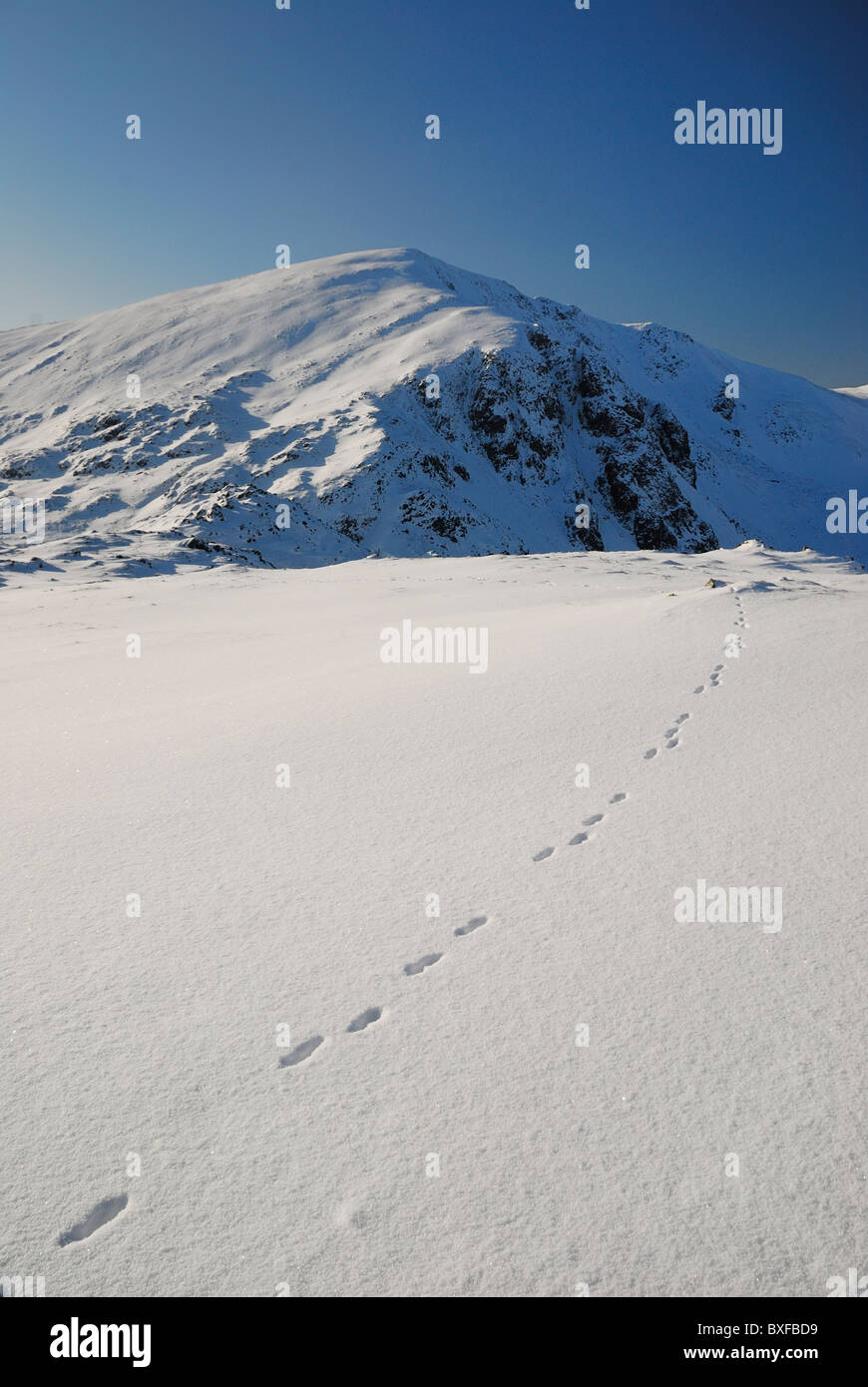 Des traces de pas dans la neige menant à Dale Head en hiver dans le Lake District Banque D'Images