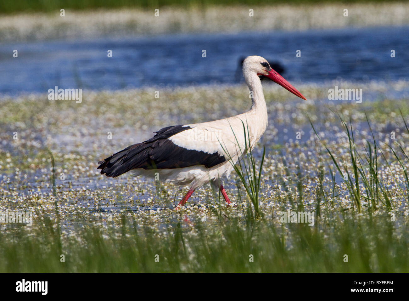 Cigogne Blanche (Ciconia ciconia) Banque D'Images