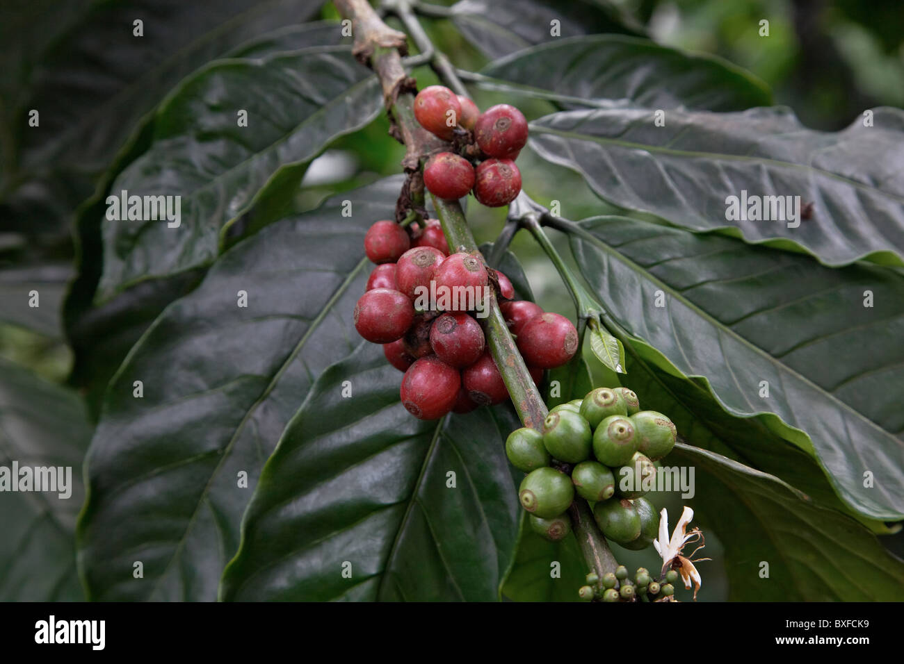 Les grains de café de Bali sur la plantation. Banque D'Images