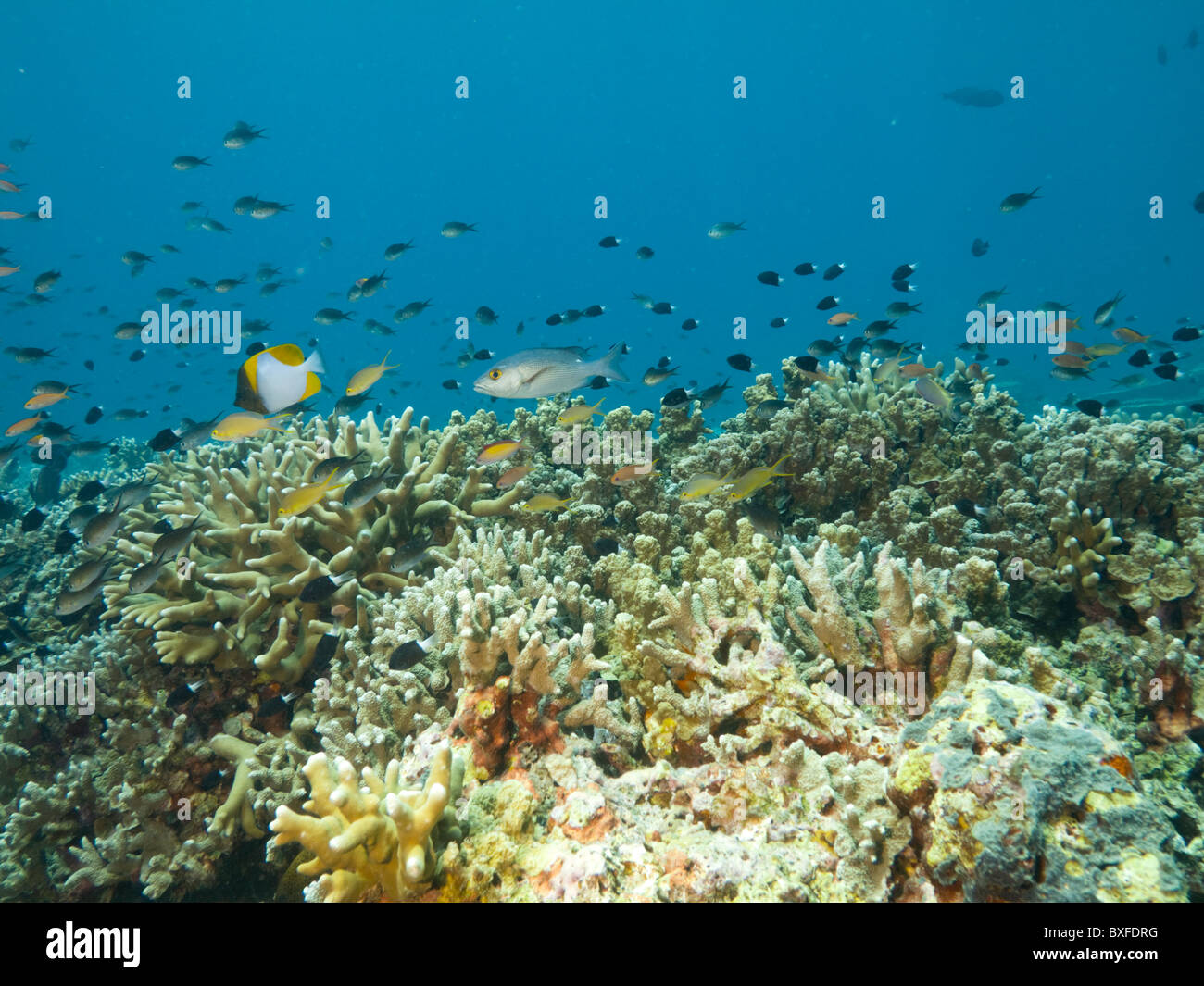 Coraux et poissons tropicaux, Sipadan, Bornéo, Malaisie Banque D'Images