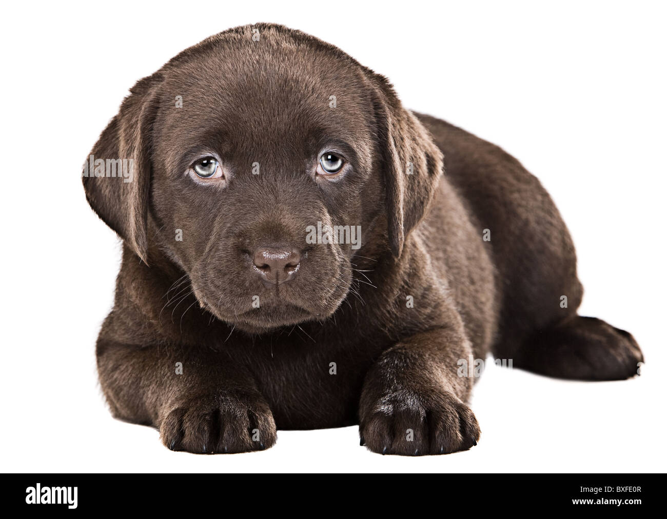 Chiot Labrador En Chocolat Banque D Image Et Photos Alamy
