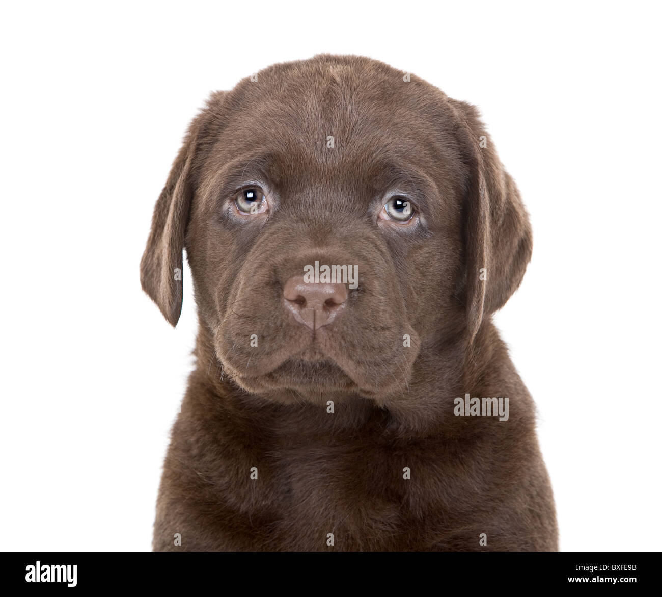 Tres Mignon Chiot Labrador Chocolat Photo Stock Alamy
