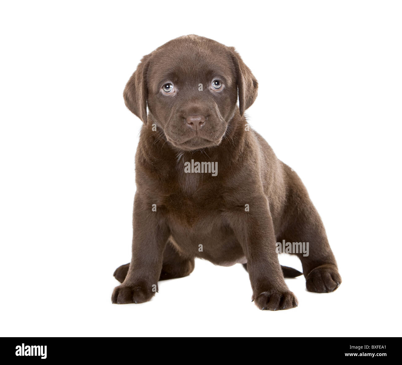 Chiot Labrador En Chocolat Banque D Image Et Photos Alamy