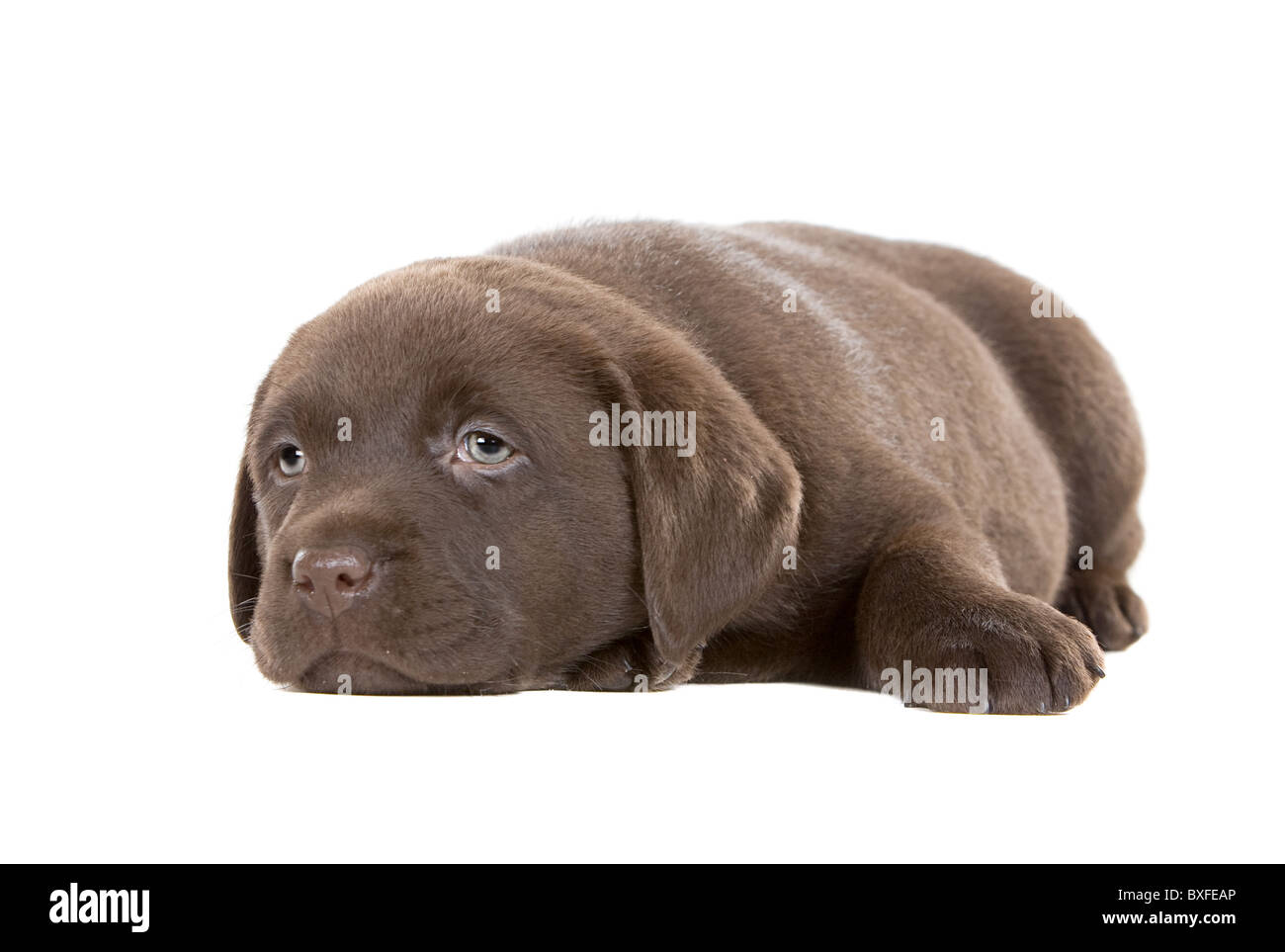 Tres Mignon Chiot Labrador Chocolat Photo Stock Alamy Tres Mignon Chiot Labrador Chocolat Photo Stock Alamy