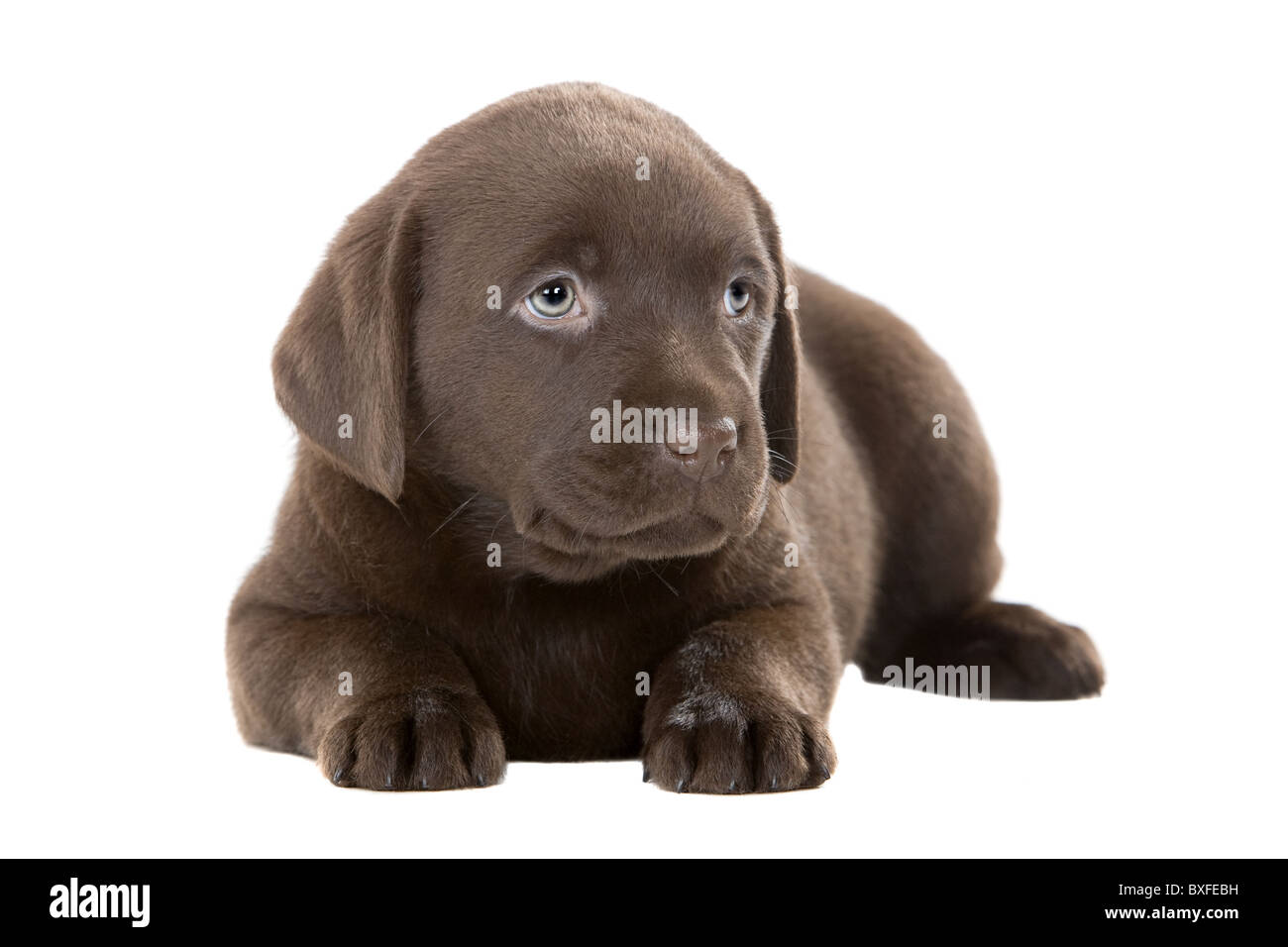 Tres Mignon Chiot Labrador Chocolat Photo Stock Alamy