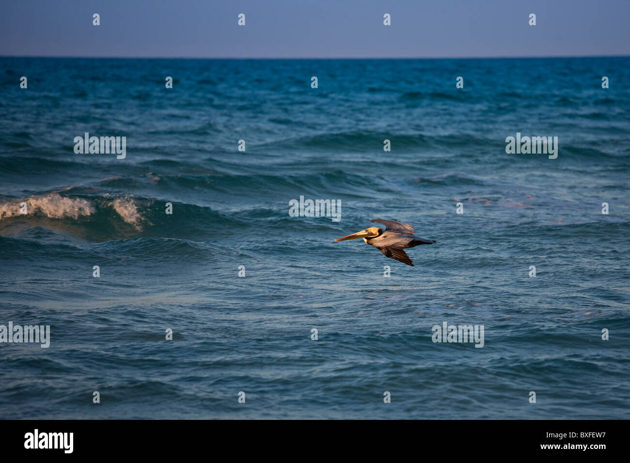 Pélican brun en vol au large de la côte de la Floride dans le golfe du Mexique par Anna Maria Island, États-Unis d'Amérique Banque D'Images