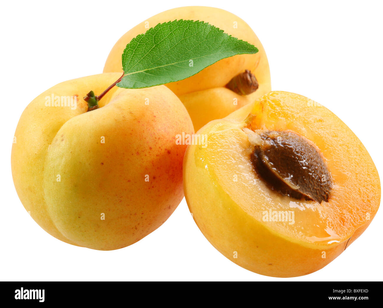Trois feuilles d'abricot avec isolé sur fond blanc. Fichier contient un chemins de détourage. Banque D'Images