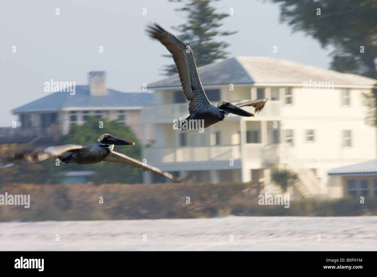 Le Pélican brun Pelecanus occidentalis, en vol, au large de la Floride dans la côte du golfe du Mexique, Anna Maria Island, États-Unis Banque D'Images
