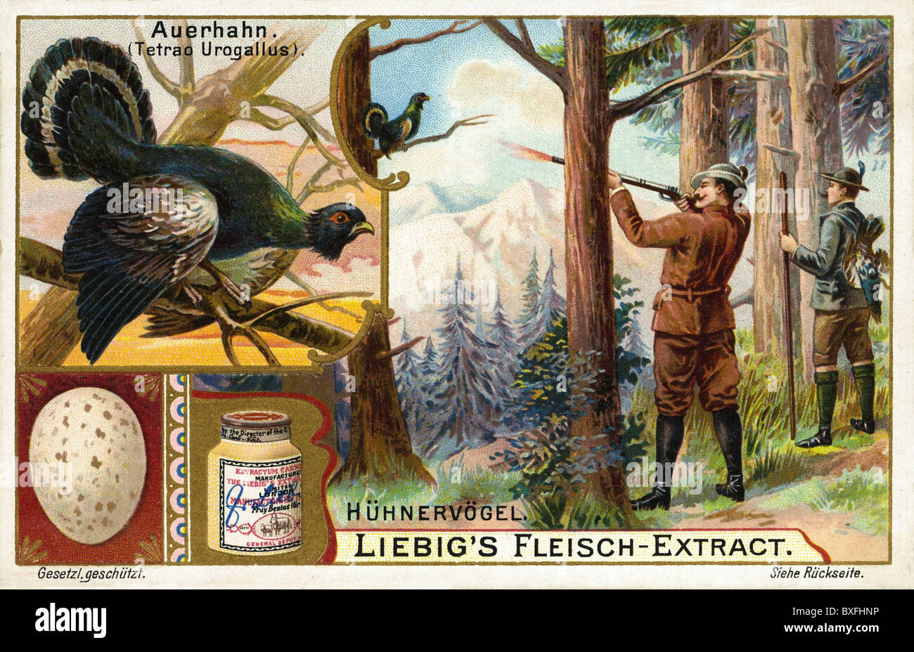 Chasse, tétrao urogallus, image de collection, lithographie, Allemagne, vers 1905, droits additionnels-Clearences-non disponible Banque D'Images