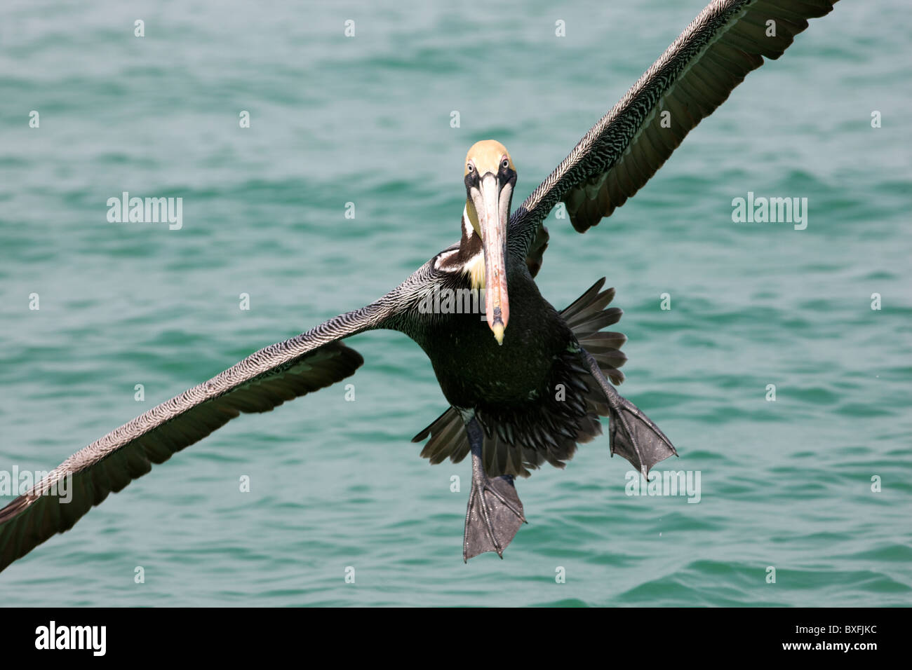 Pélican brun arrivant sur la terre au large de la côte de la Floride dans le golfe du Mexique par Anna Maria Island, États-Unis d'Amérique Banque D'Images
