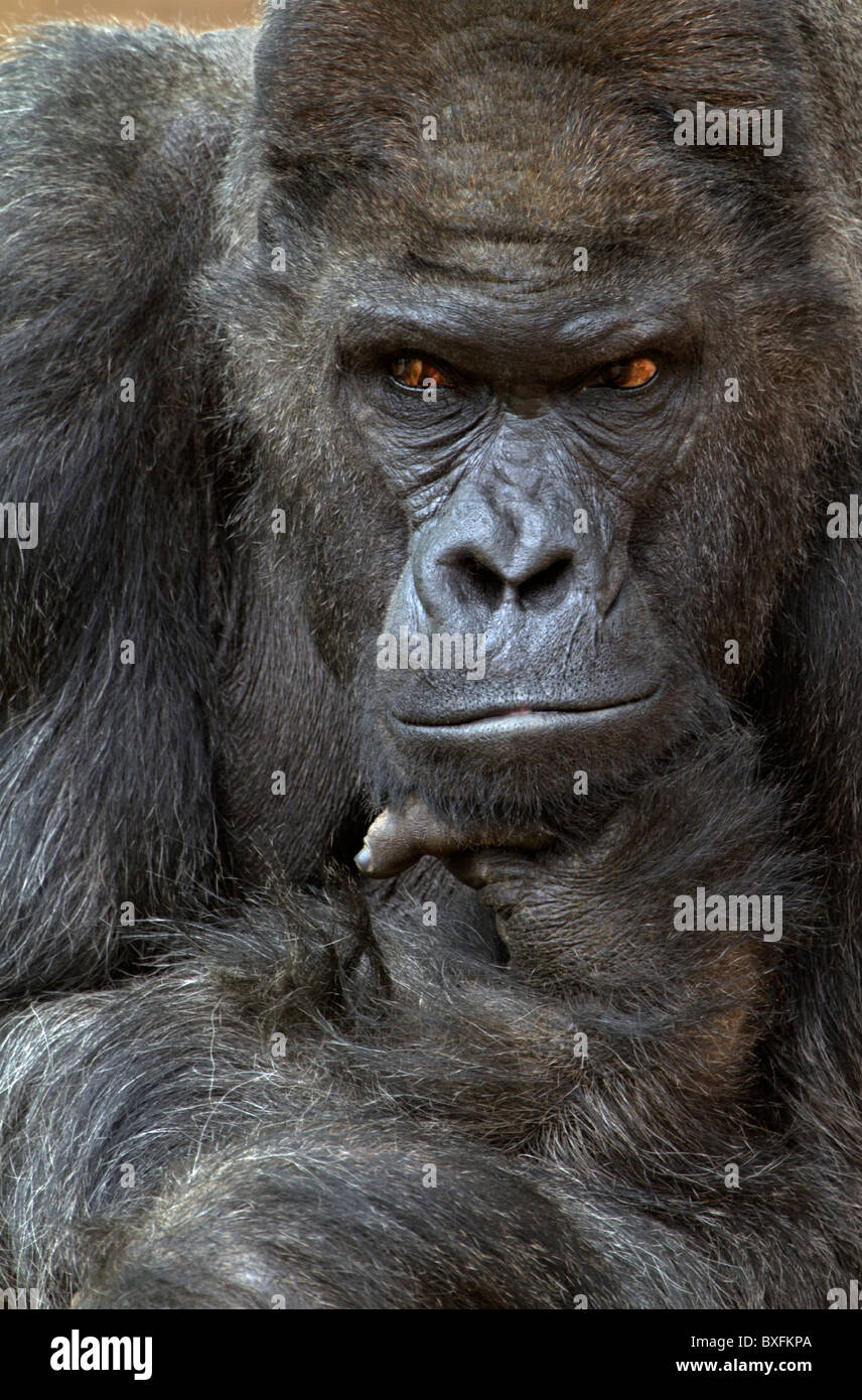 Portrait d'un gorille - Gorilla gorilla gorilla Banque D'Images