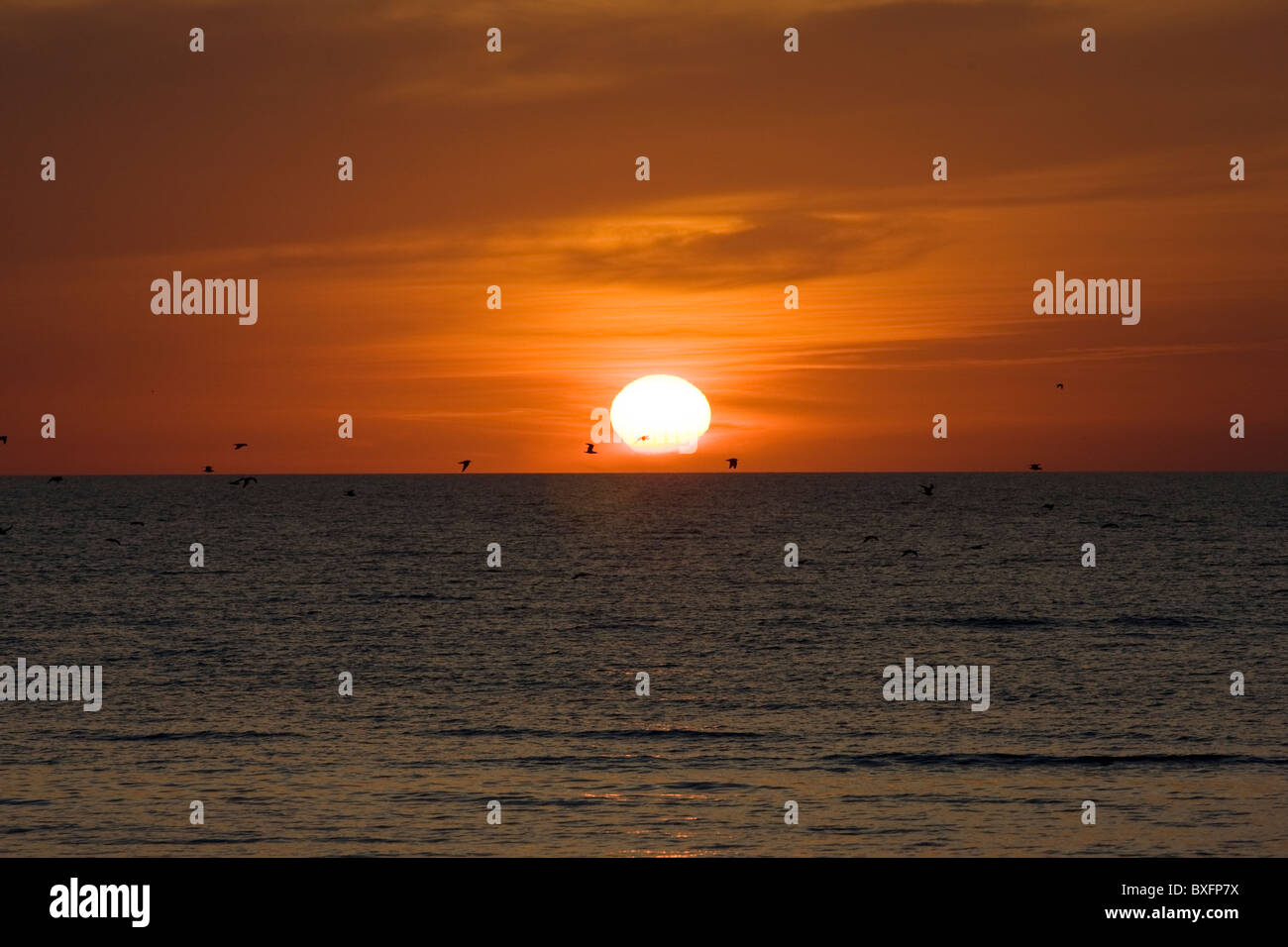Les oiseaux au coucher du soleil sur le golfe du Mexique d'Anna Maria Island, Floride, États-Unis d'Amérique Banque D'Images