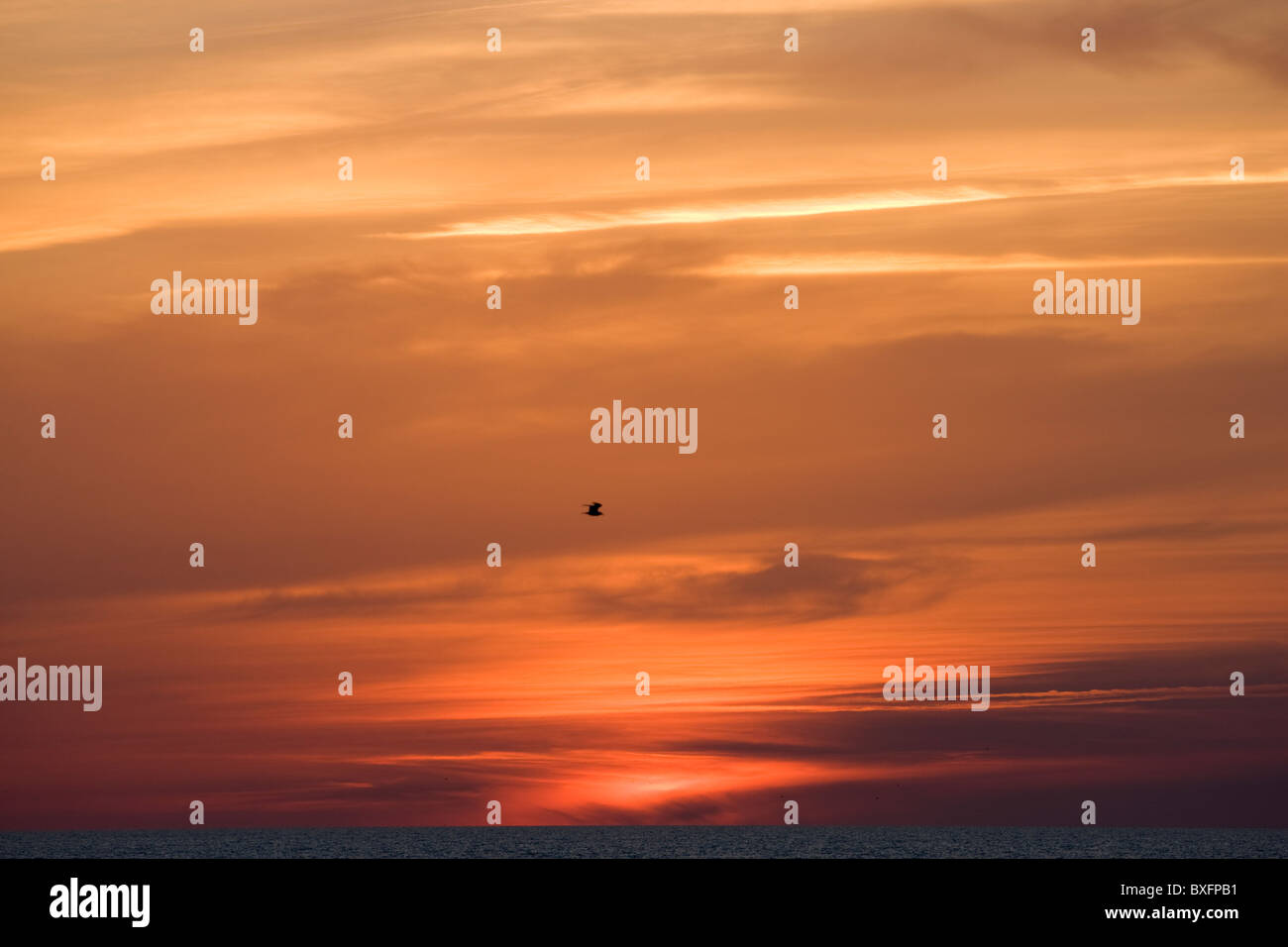 Vol d'oiseaux au coucher du soleil sur le golfe du Mexique d'Anna Maria Island, Floride, États-Unis d'Amérique Banque D'Images