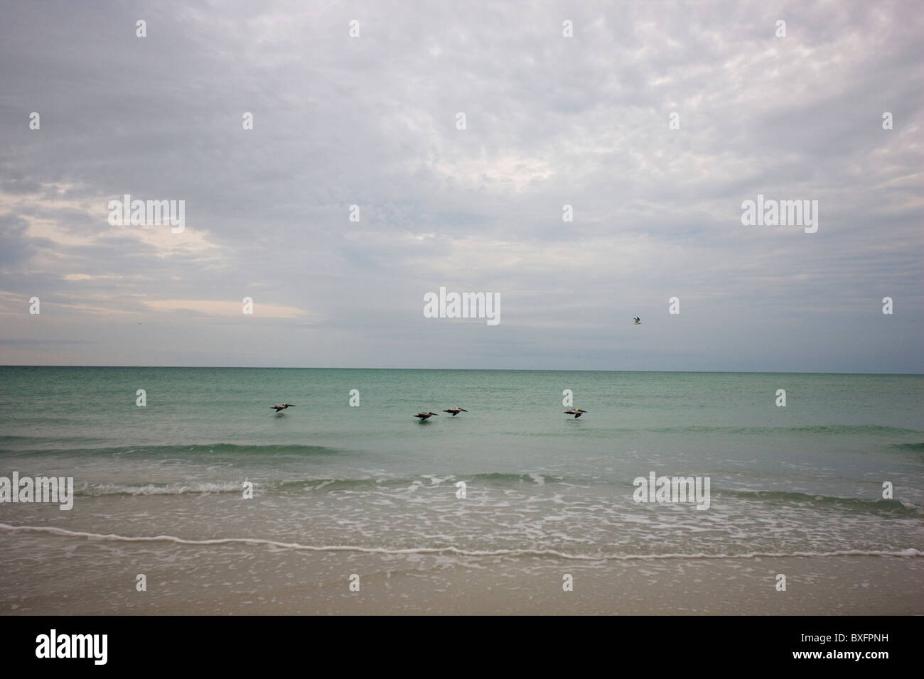 Le Pélican brun en vol au large de la côte de la Floride dans le golfe du Mexique par Anna Maria Island, États-Unis d'Amérique Banque D'Images