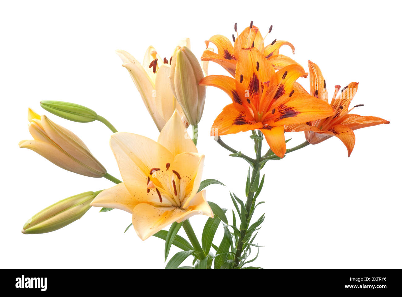 Lillies frais colorés isolé sur un fond blanc. Banque D'Images