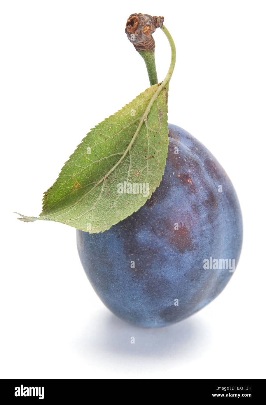 Prune bleue Banque D'Images