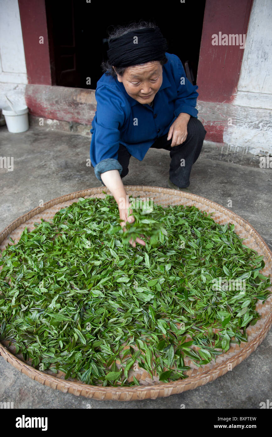 Un agriculteur s'étale de la feuille de thé vert pour sécher dans une plantation de thé dans un village dans la province du Gansu en Chine. Banque D'Images