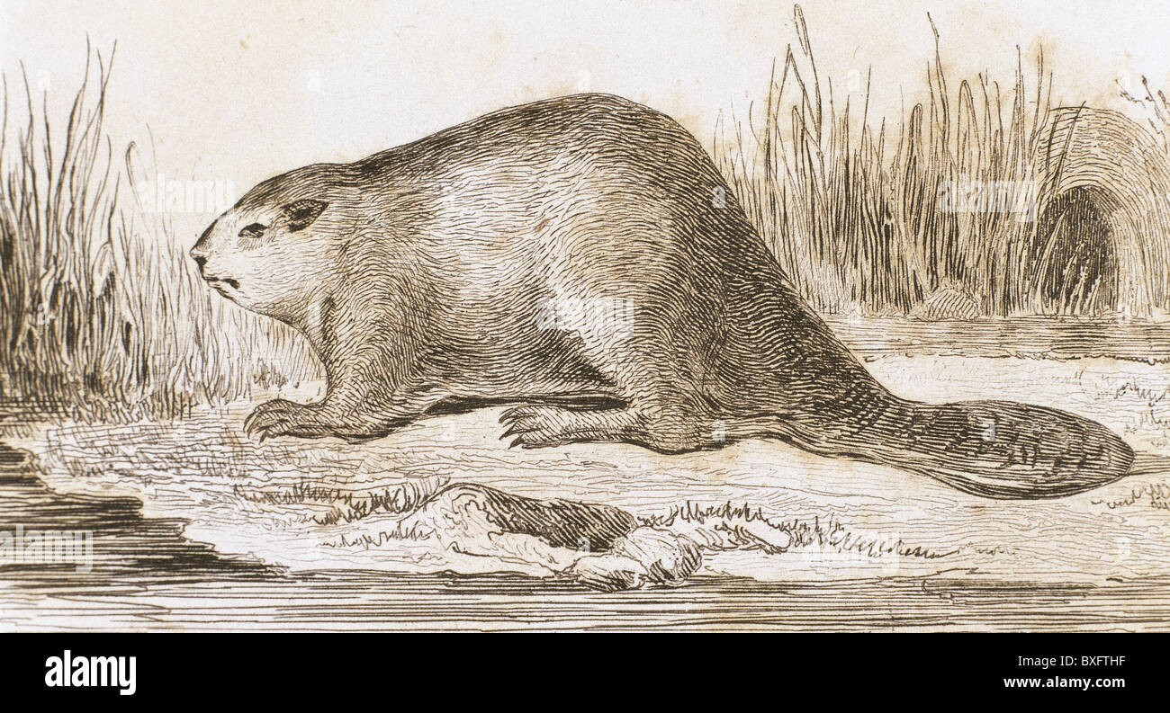 Le ricin. Gravure, 1841. Banque D'Images