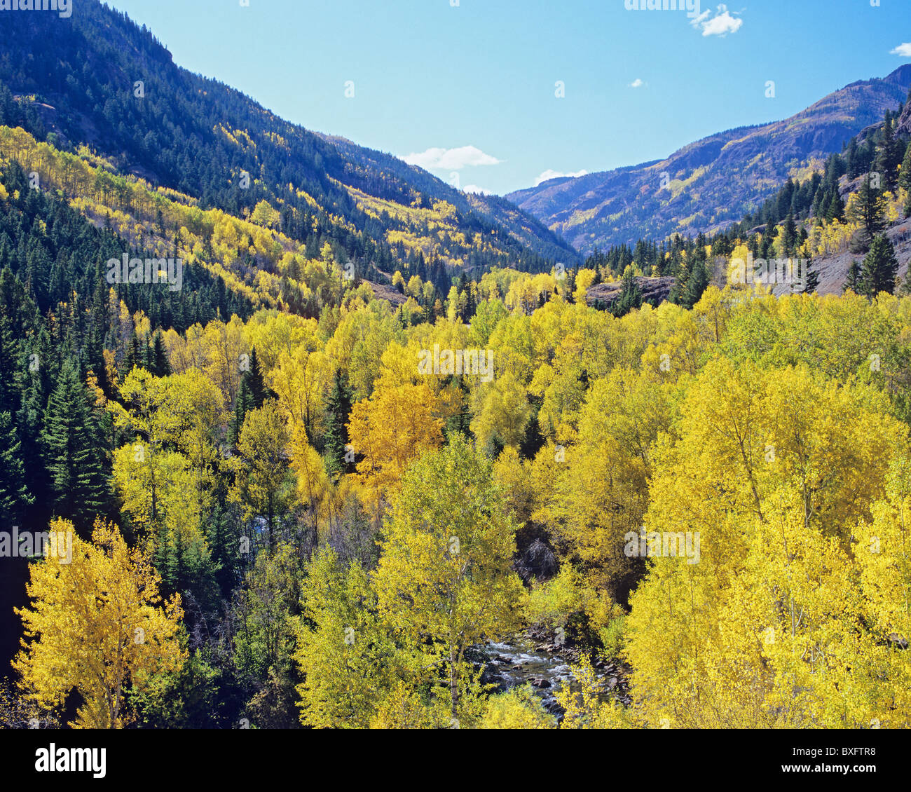 Henson Creek Valley En automne, Uncompahgre National Forest, Colorado, USA Banque D'Images