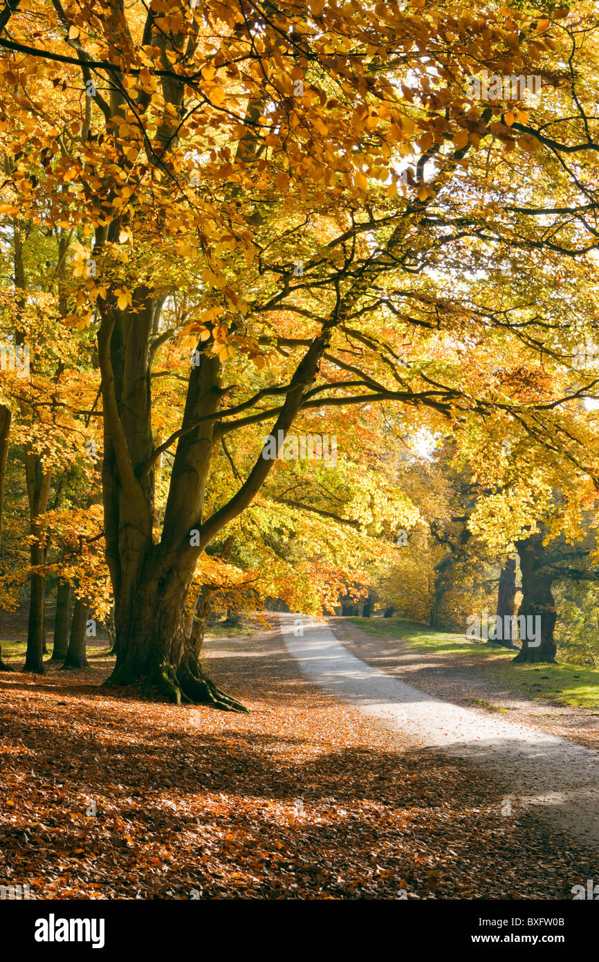 L'automne à Virginia Water, Surrey, UK. Les hêtres. Banque D'Images