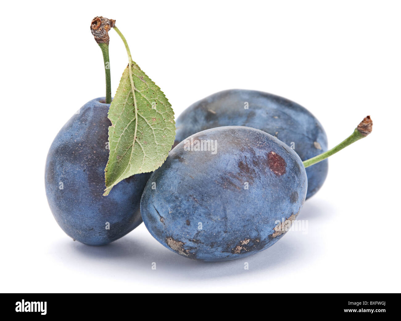 Blue plum avec feuille Banque D'Images