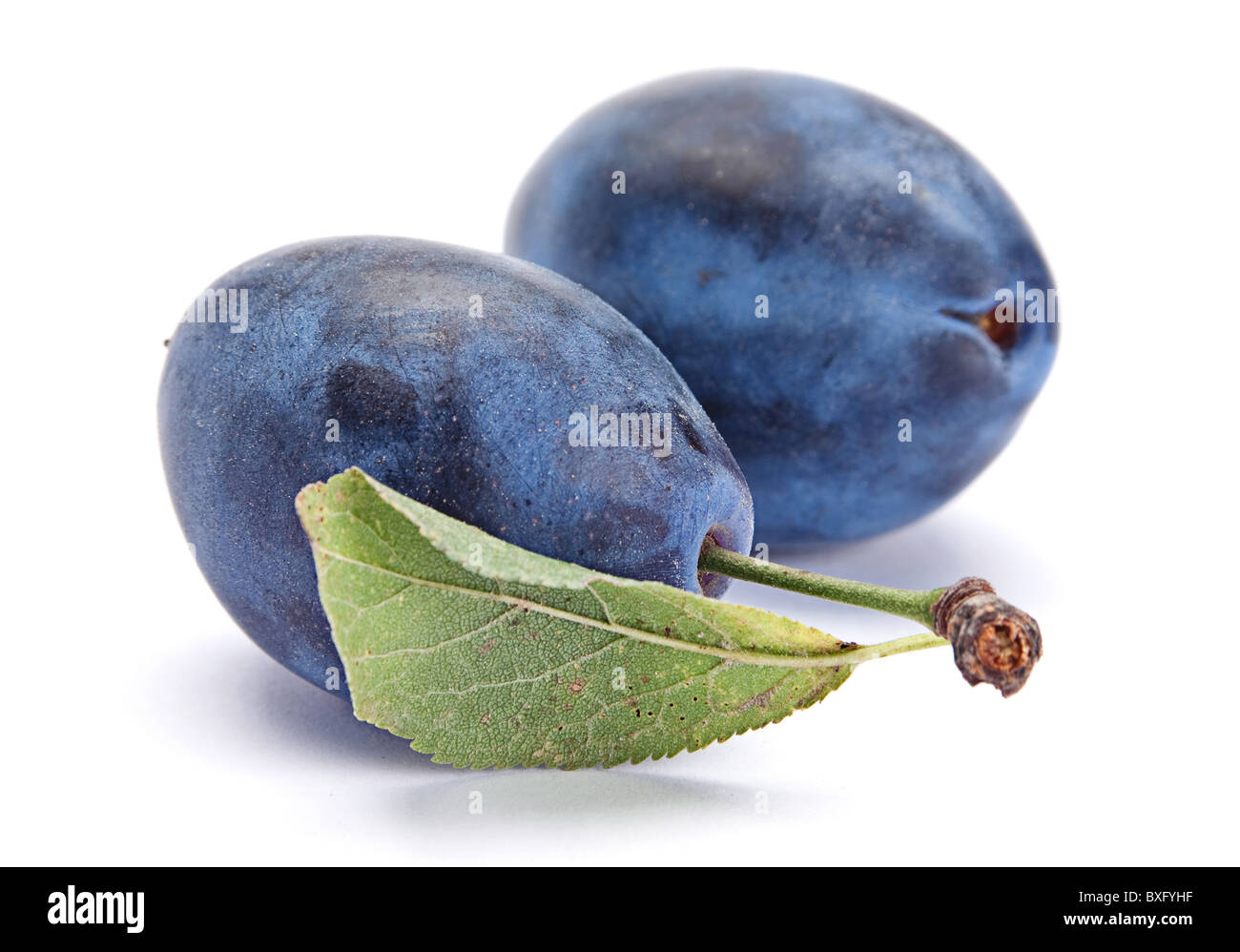 Blue plum avec feuille Banque D'Images
