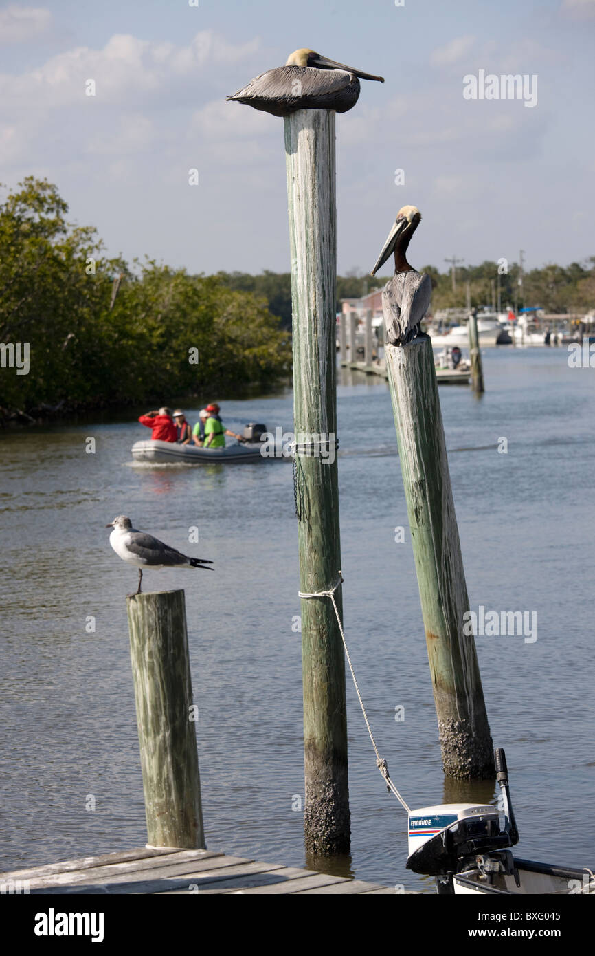 Le pélican brun et rire juvénile Gull mouette perching par la rivière Barron dans les Everglades, Florida, USA Banque D'Images