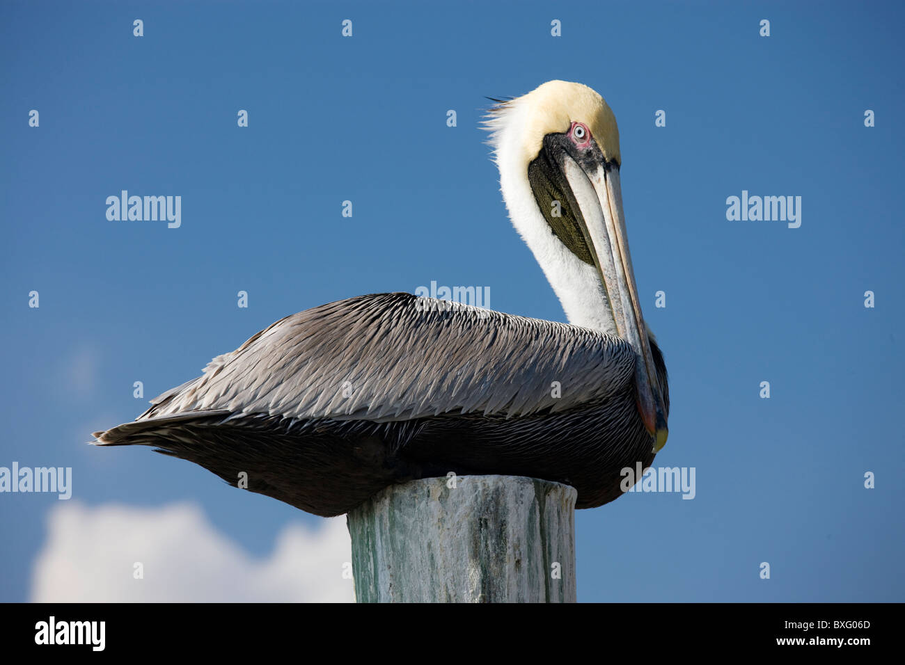 Pélican brun sur un perchoir dans les Everglades, Floride, États-Unis d'Amérique Banque D'Images